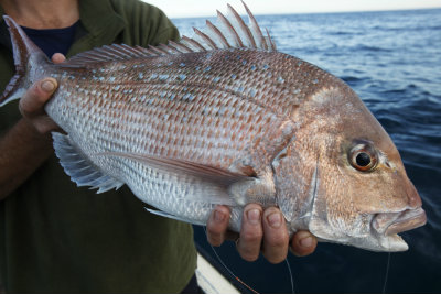 Snapper Nov 2013 400 Snapper Nov 2013 400